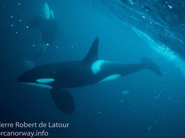 Swim with orcas in fjords of Norway