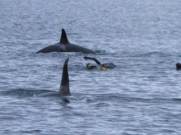 Swim with orcas in fjords of Norway