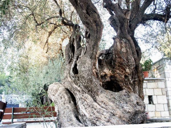 Gastronomy and sailing holiday in Greece