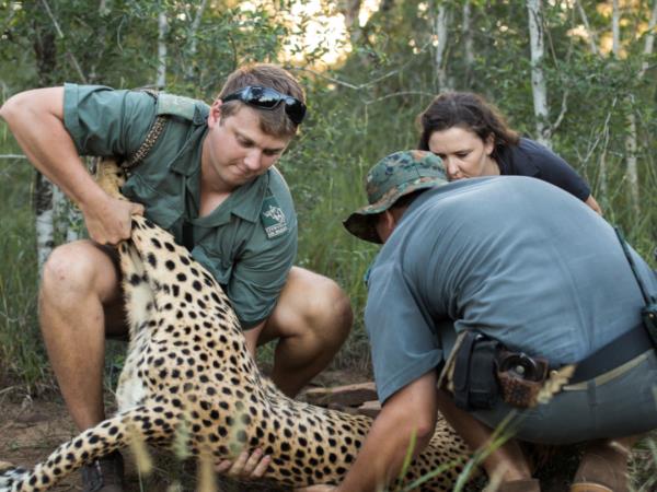 Wildlife conservation safari in South Africa