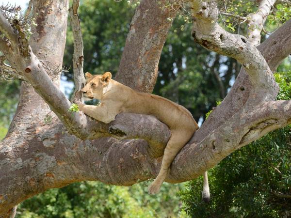 Northern Tanzania private safari holiday