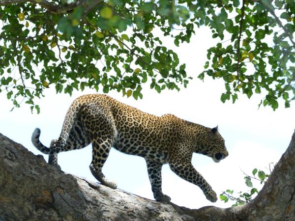 Northern Tanzania private safari holiday