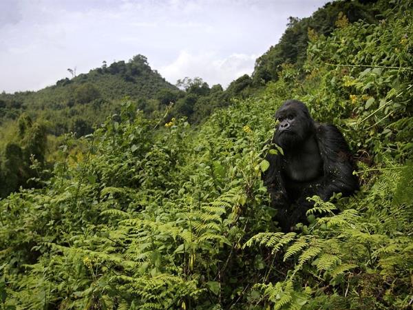 4 day gorilla safari in Rwanda
