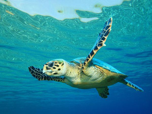 Family holiday to Sao Tome & Principe