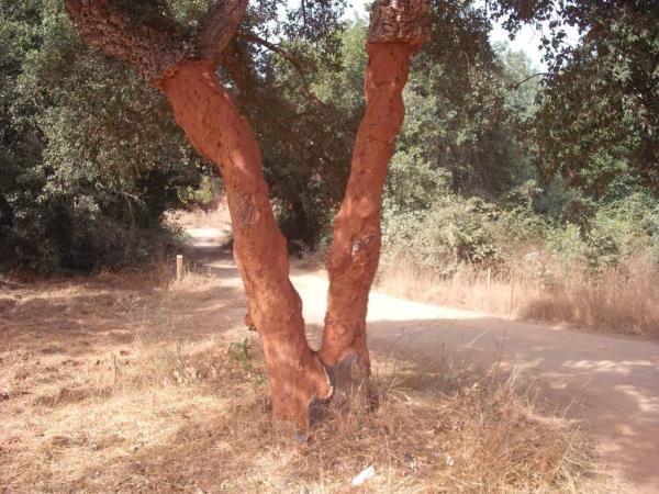 Portugal hiking holiday on the Rota Vicentina Way