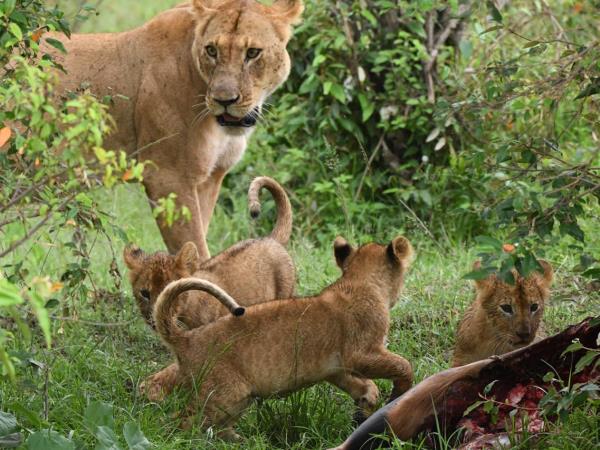 Best of Tanzania tailor made holiday