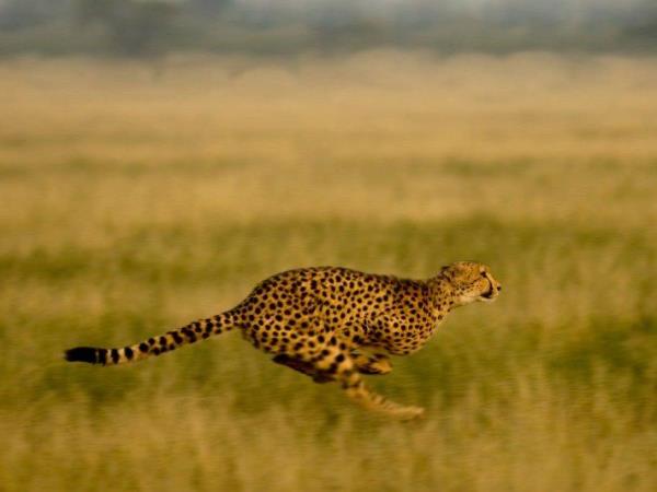 Botswana luxury camping safari, small group