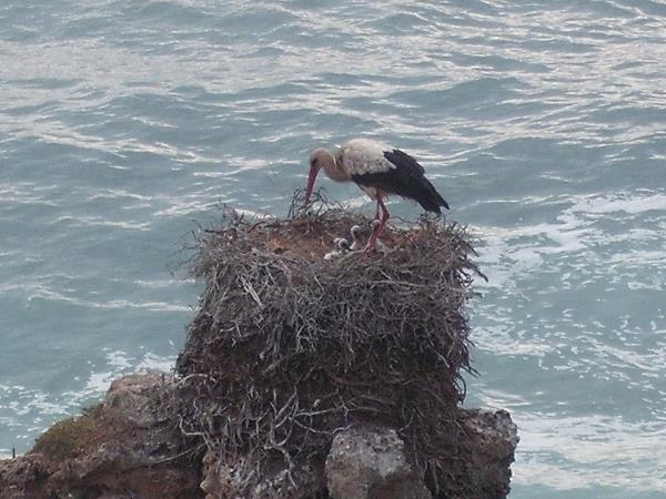 Rota Vicentina Fishermen's Trail walking holiday in Portugal