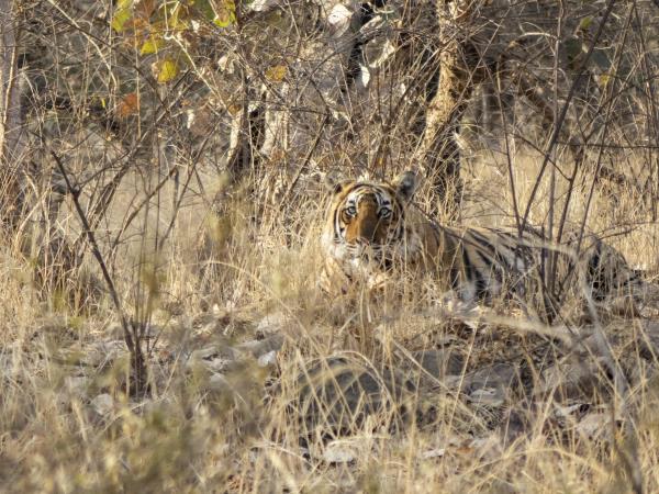 India culture and wildlife holiday