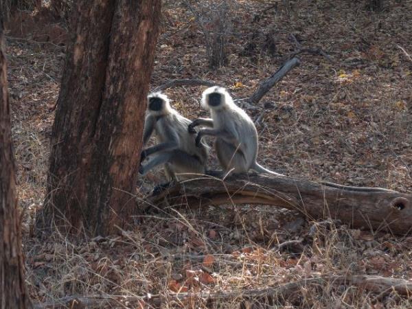 India culture and wildlife holiday