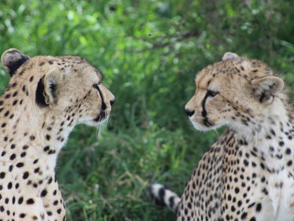 Highlights of Tanzania tailor made holiday