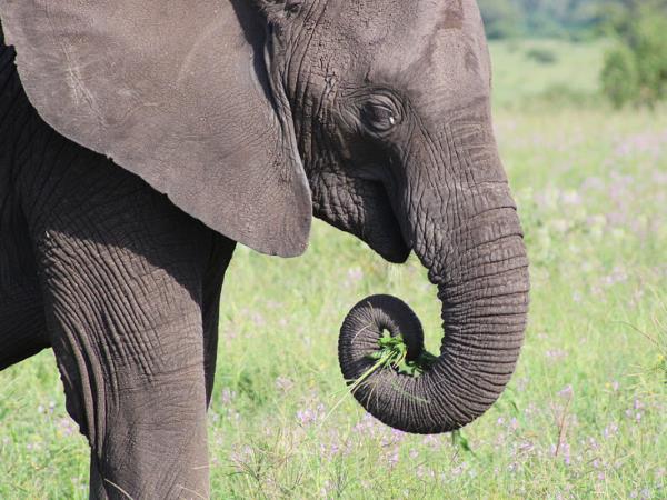 Highlights of Tanzania tailor made holiday