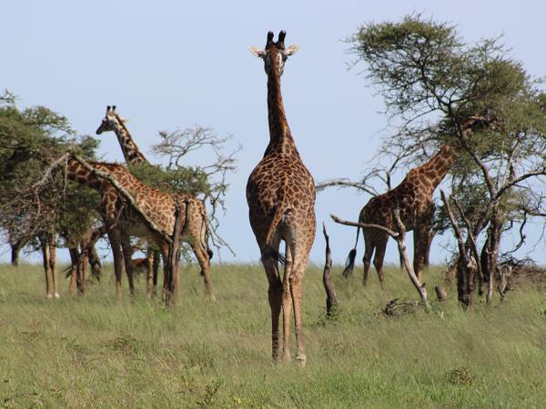 Highlights of Tanzania tailor made holiday