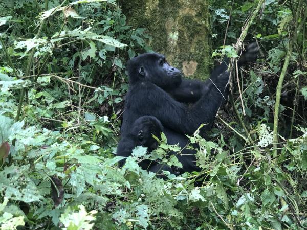 Tailor made Uganda holiday, culture and wildlife