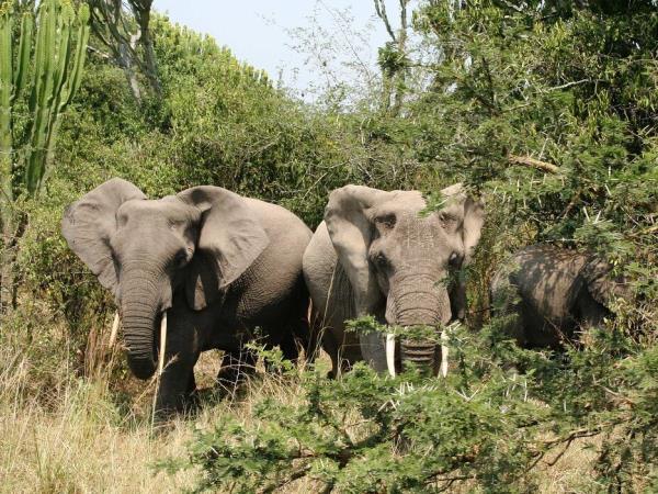 Tailor made Uganda holiday, culture and wildlife