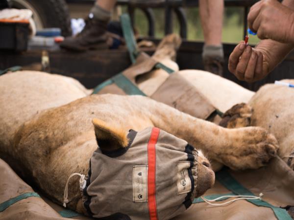 Wildlife conservation course in South Africa