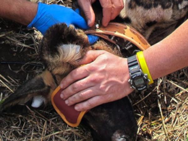 Wildlife conservation course in South Africa