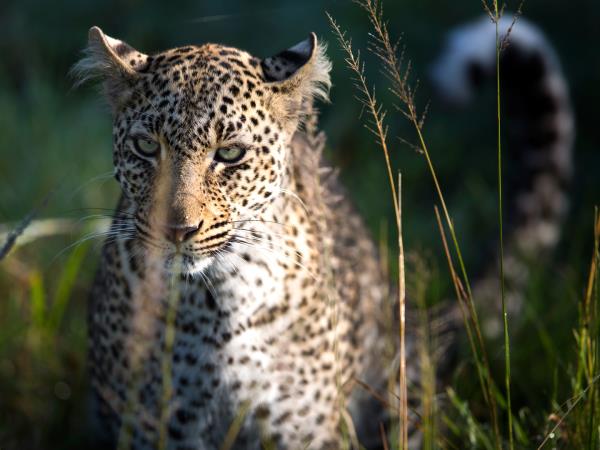Kenya photographic safari in the Masai Mara
