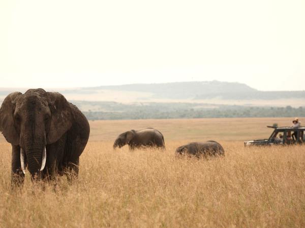 Kenya photographic safari in the Masai Mara