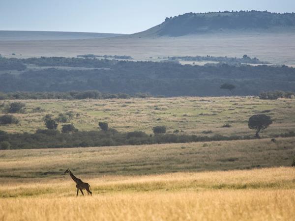 Kenya photographic safari in the Masai Mara