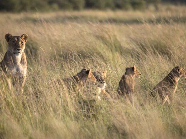 Kenya photographic safari in the Masai Mara