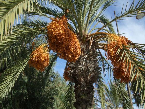 Tunisia holiday, tailor made