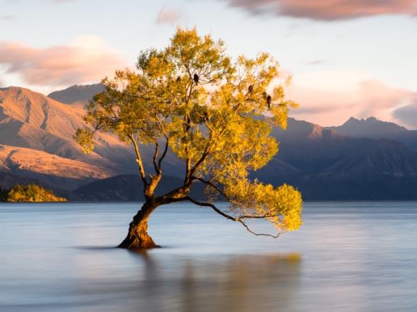 New Zealand conservation volunteering