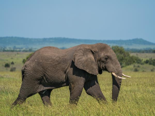 Tanzania multi activity safari holiday