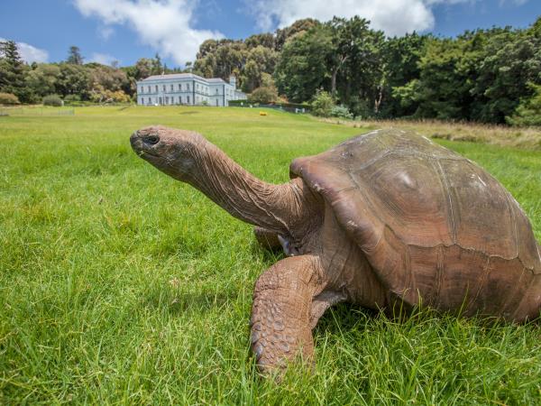 St Helena holiday, tailor made