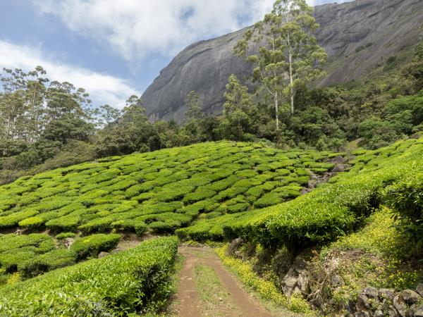 Kerala 12 day tailor made tour