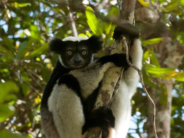 Madagascar small group safari