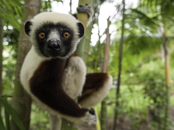 Madagascar small group safari