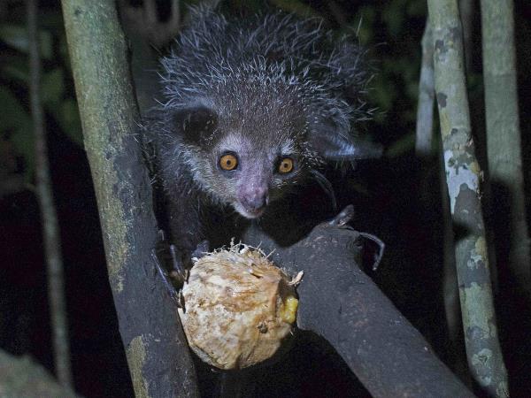 Madagascar small group safari