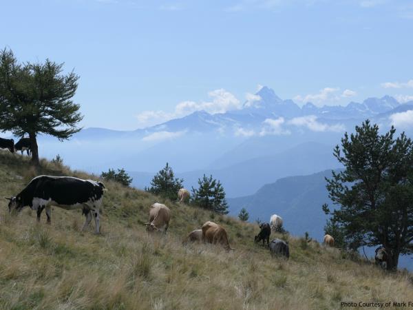 Italian Alps walking and cooking holiday