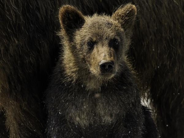 Kamchatka photography holiday in Russia