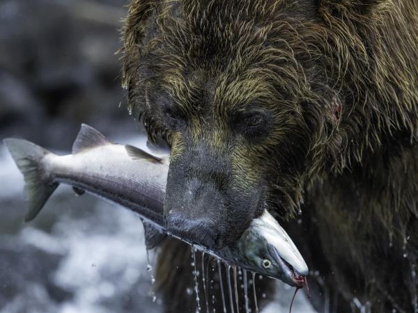 Kamchatka photography holiday in Russia