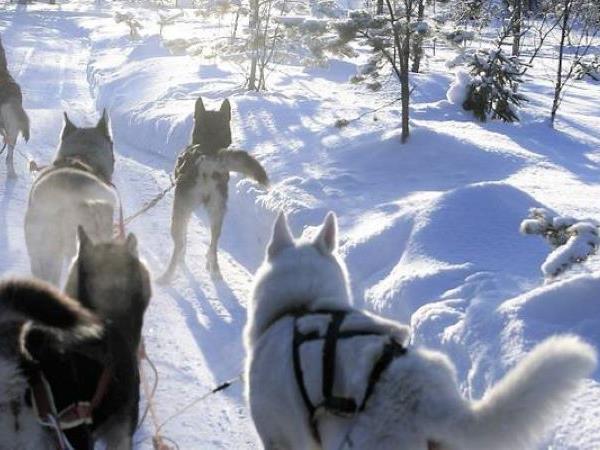 Lapland holidays with glass igloo stay & Northern Lights