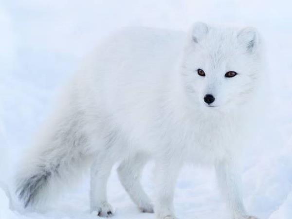 Lapland activity holiday