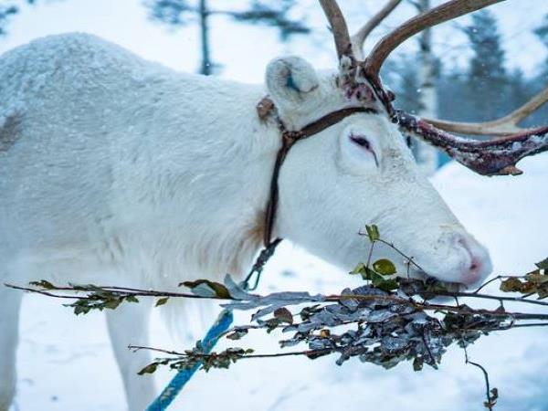 Lapland activity holiday