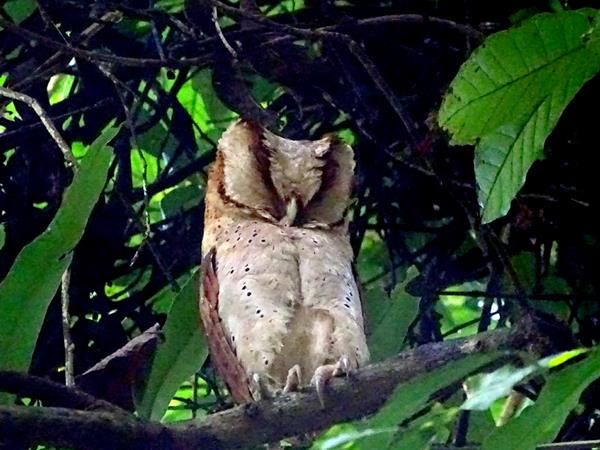 Kerala birdwatching holidays, Western Ghats