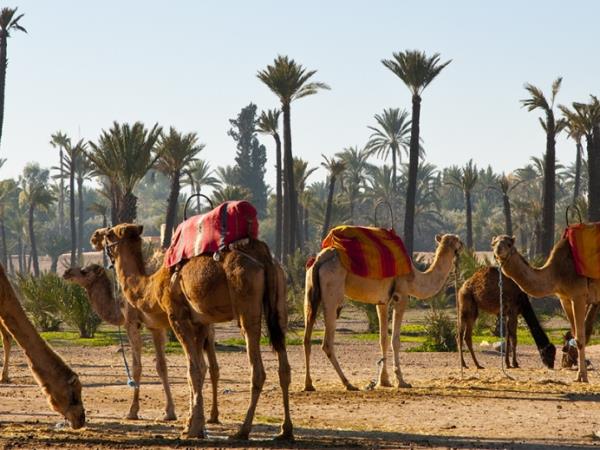 Morocco holiday, Marrakech to the Sahara