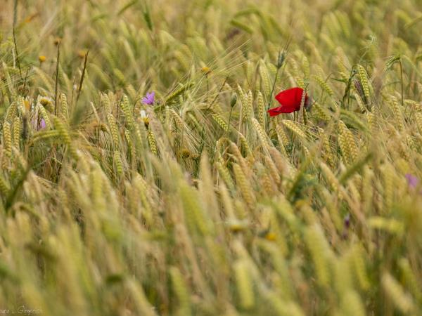 Cyclades hopping and photography holiday