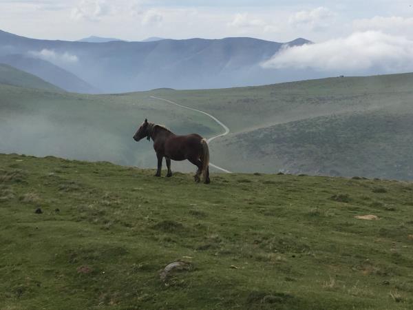 Camino de Santiago walking holiday, the French way