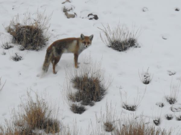 Snow Leopard safari in Ladakh, India