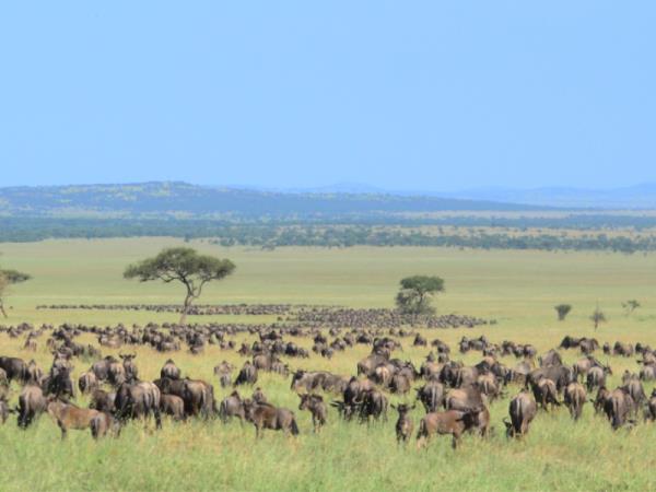 Great migration small group safari, Tanzania