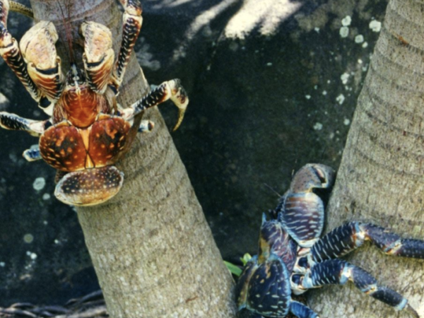 Desert Island survival in Tonga