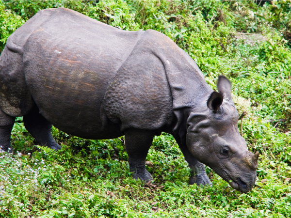 The Annapurna’s and Chitwan holiday in Nepal