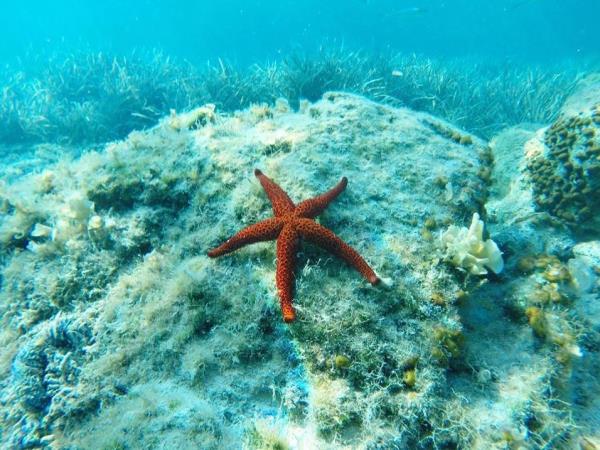 Dubrovnik to Hvar sailing holiday