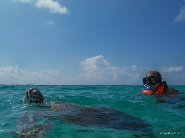 Cancun whale shark holiday, Mexico