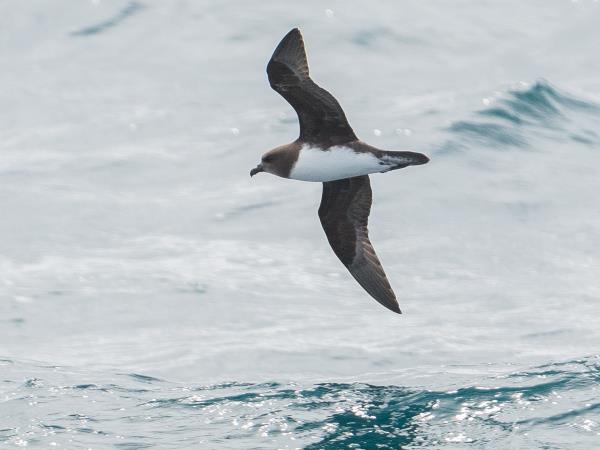New Zealands Subantarctic Islands photography cruise